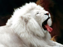 Tapeta Bílý lev