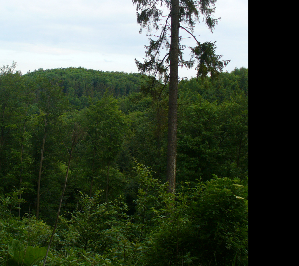 Tapeta bilovecka_krajina