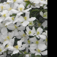 Tapeta bily_clematis