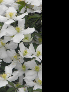 Tapeta bily_clematis