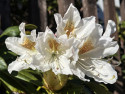 Tapeta Bílý rododendron