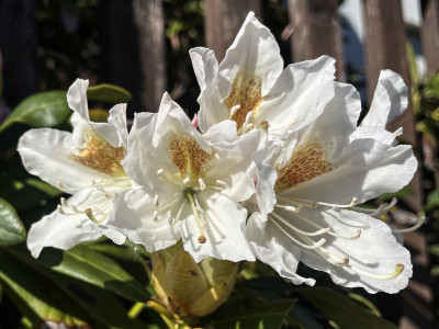 Tapeta: Bl rododendron