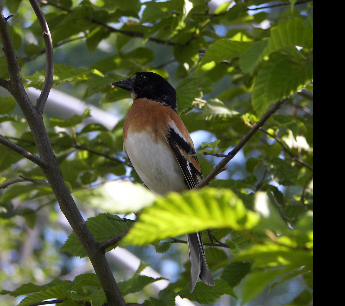 Tapeta bird12