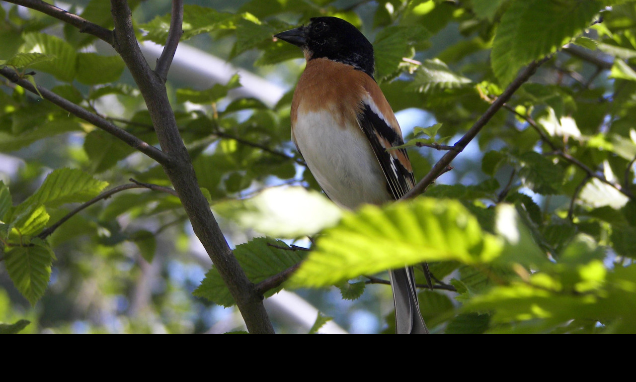 Tapeta bird12