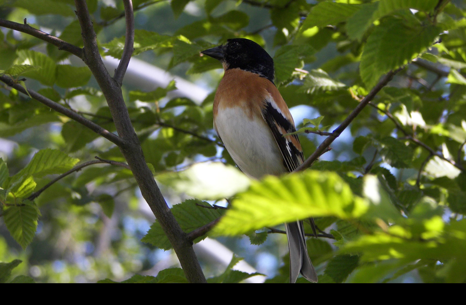 Tapeta bird12