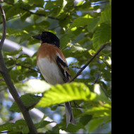 Tapeta bird12