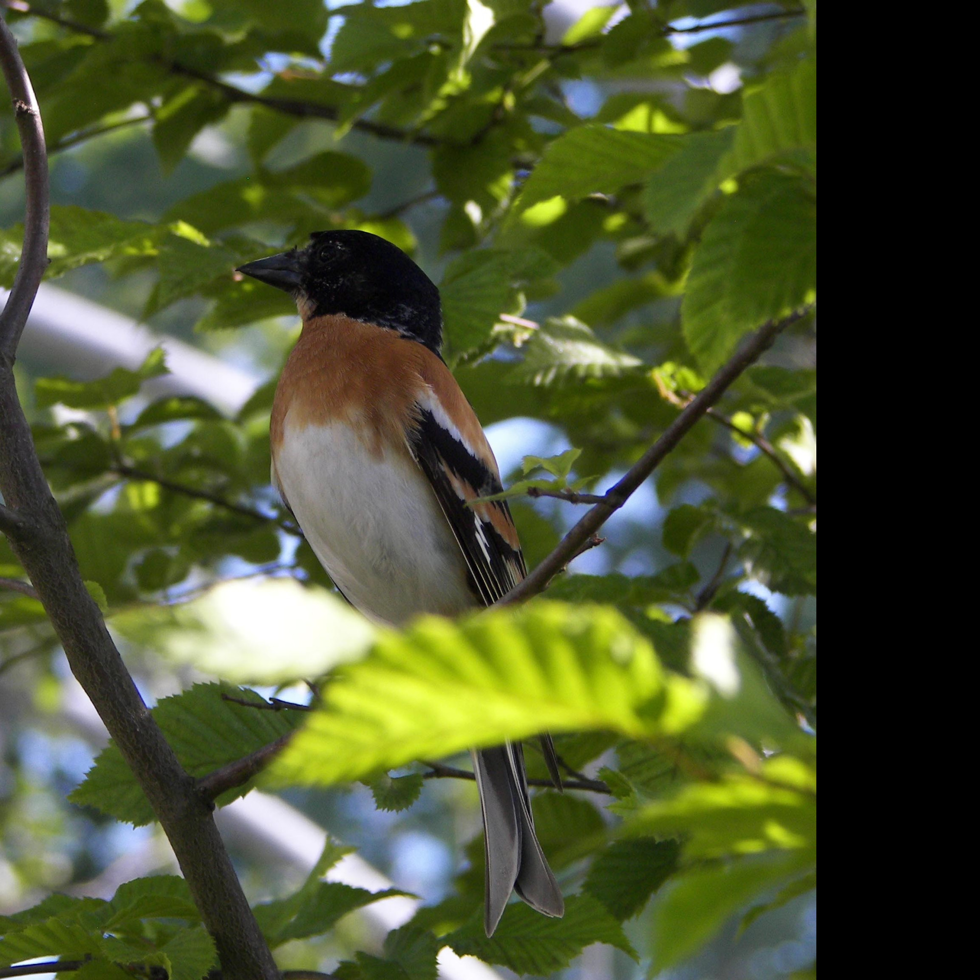 Tapeta bird12