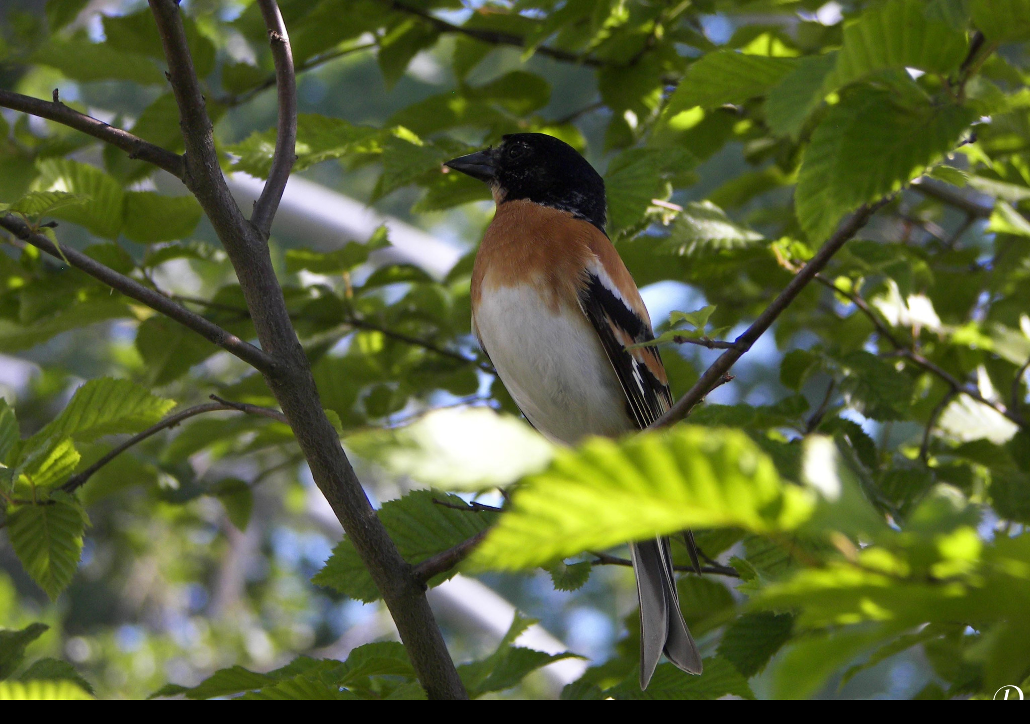Tapeta bird12