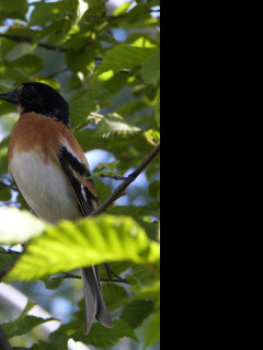 Tapeta bird12