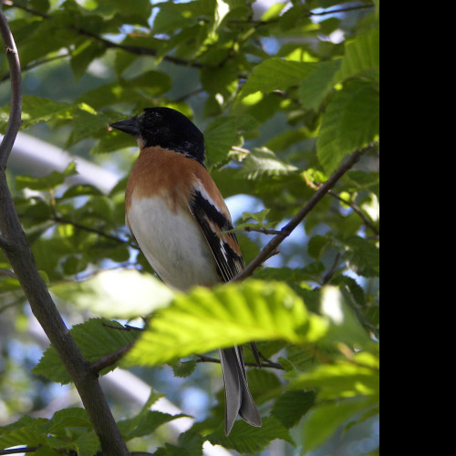 Tapeta bird12