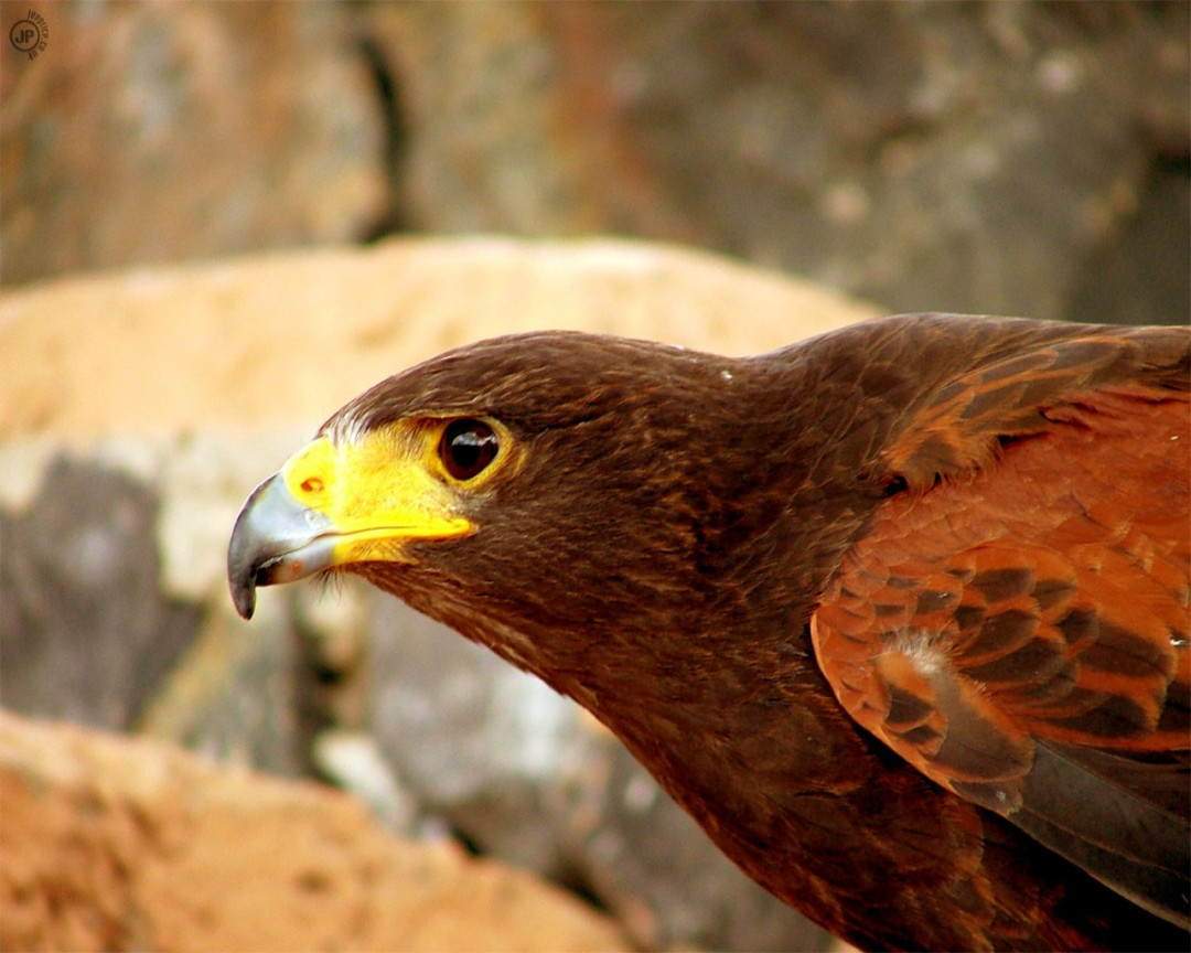 Tapeta birdofprey