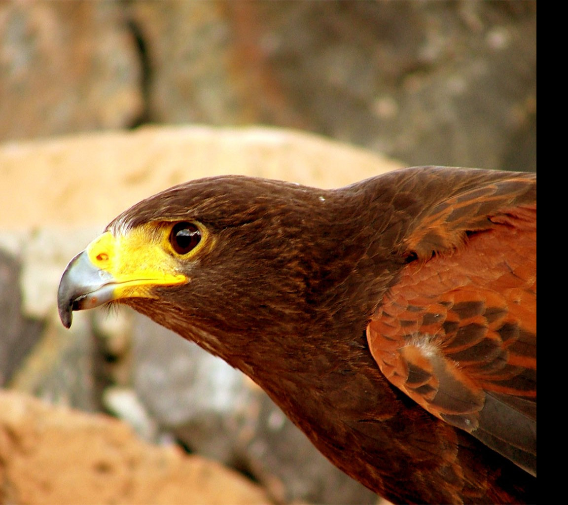 Tapeta birdofprey