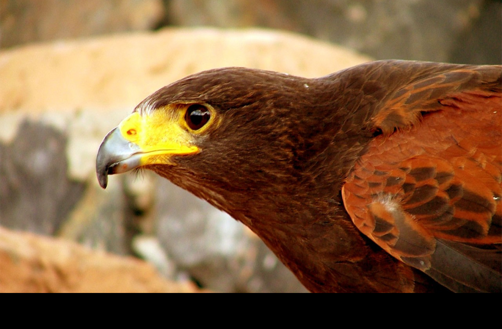 Tapeta birdofprey