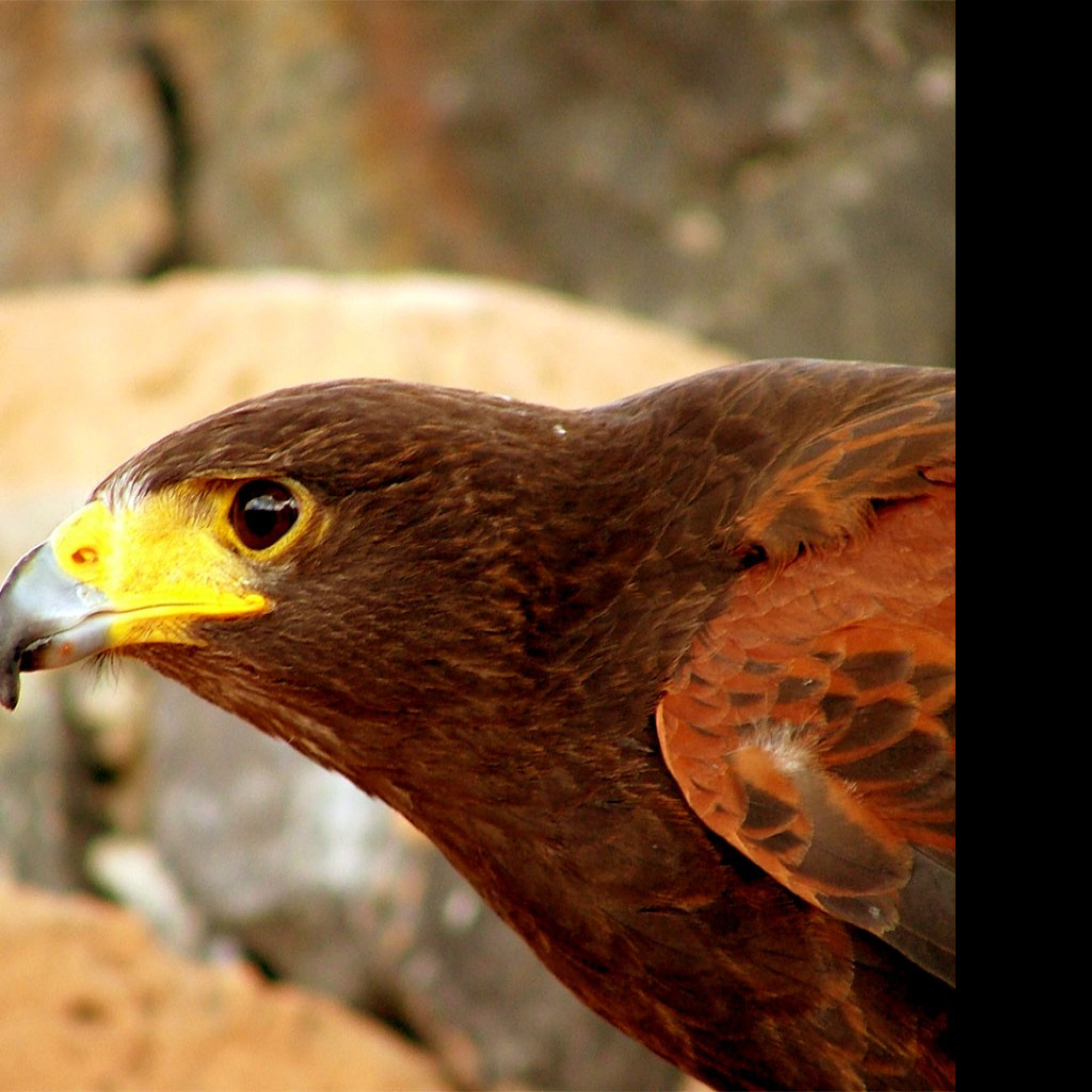 Tapeta birdofprey