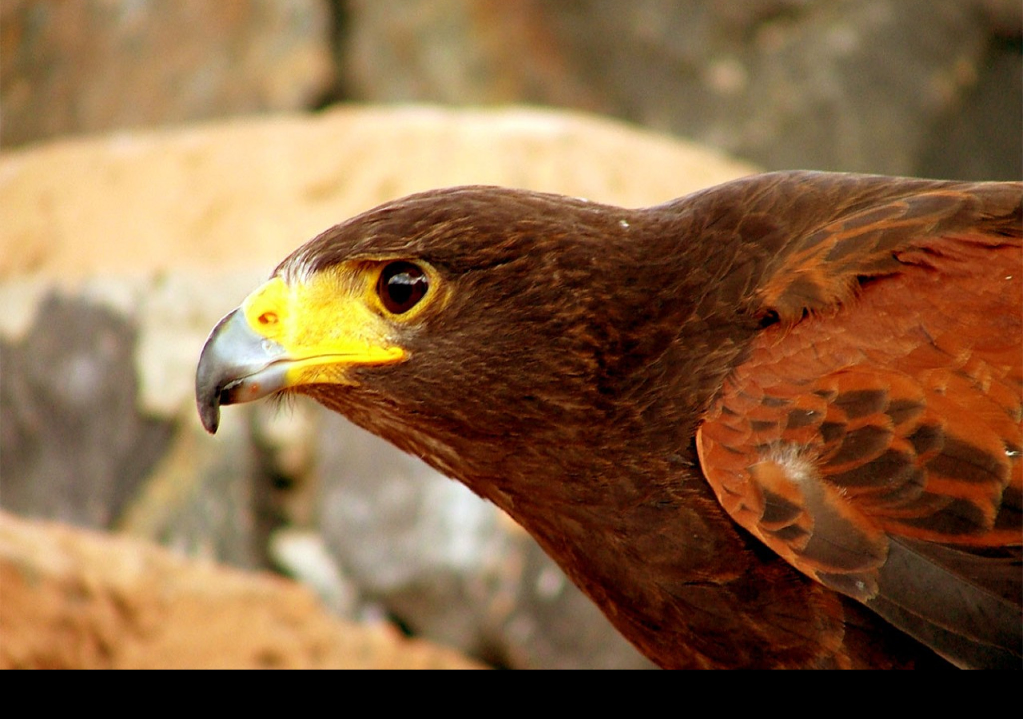 Tapeta birdofprey