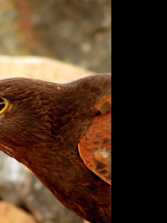 Tapeta birdofprey