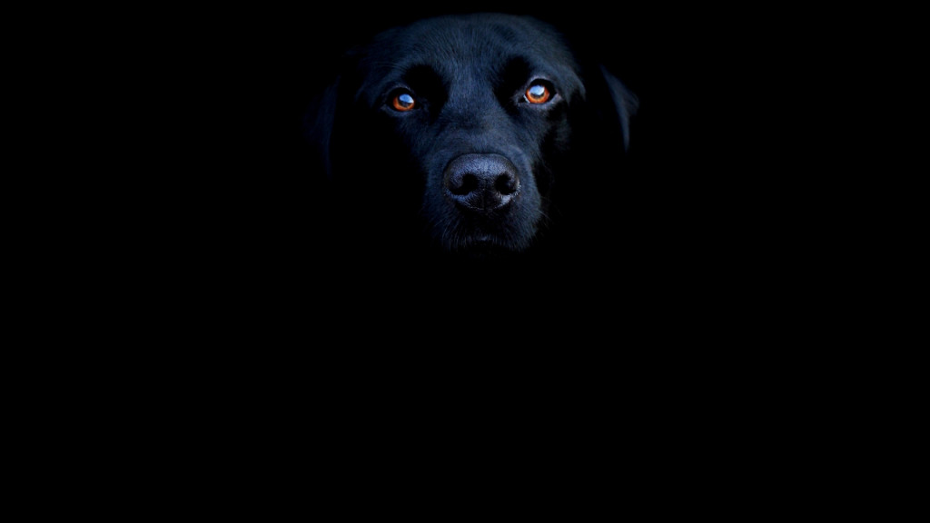 Tapeta black_dog