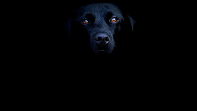 Tapeta: Black dog