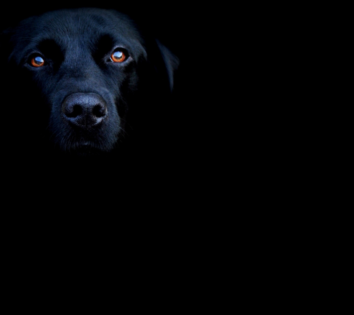 Tapeta black_dog