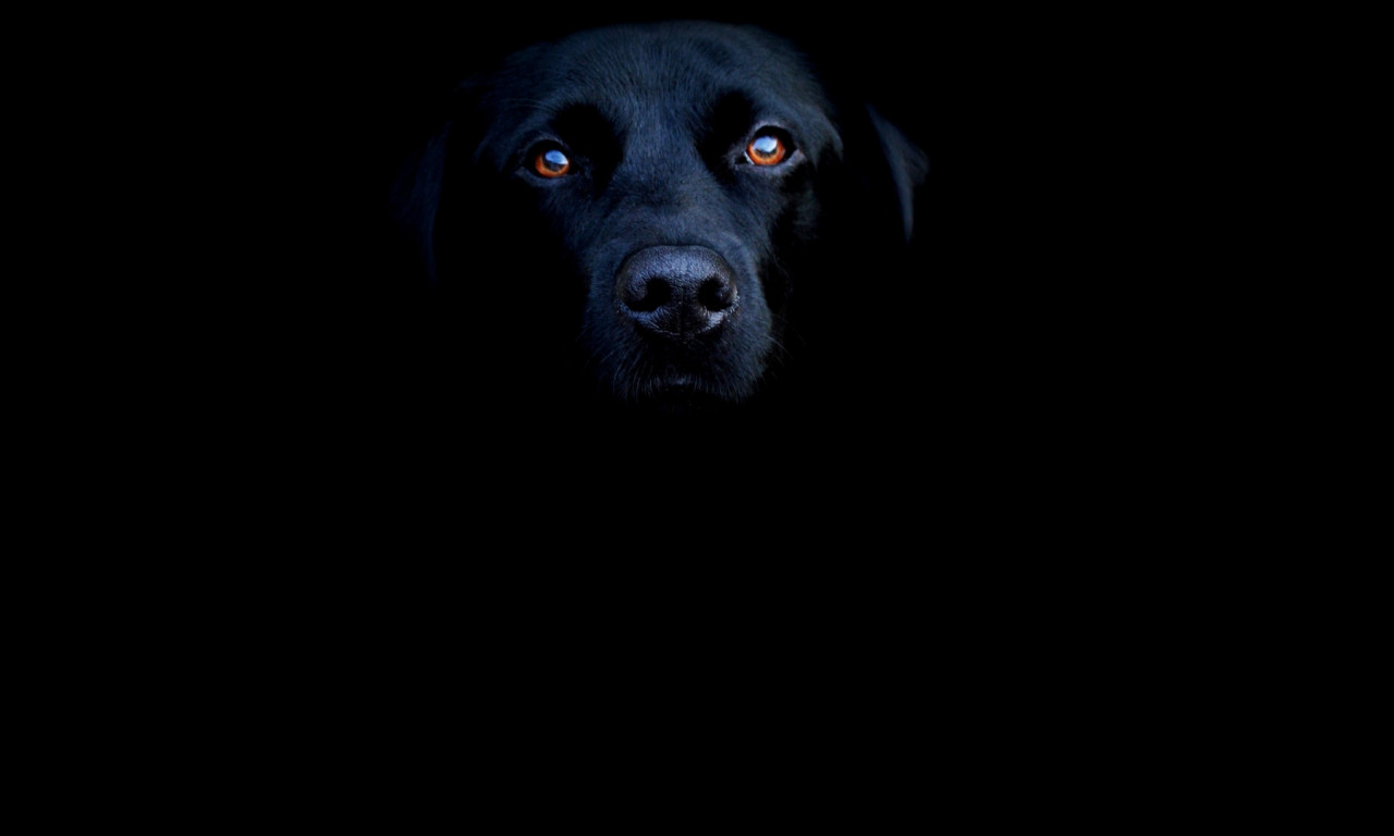 Tapeta black_dog