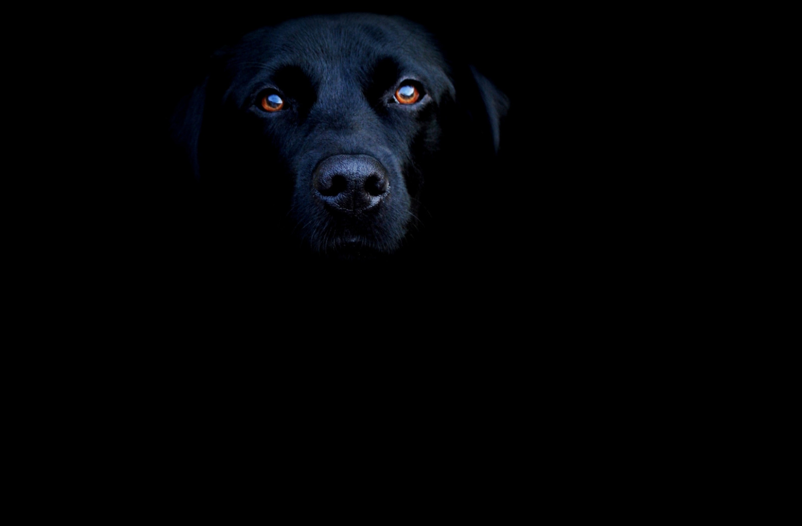 Tapeta black_dog