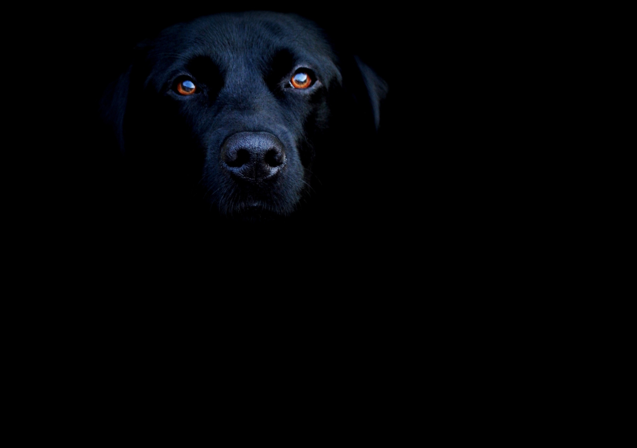 Tapeta black_dog