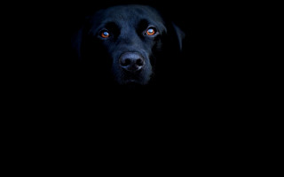 Tapeta black_dog