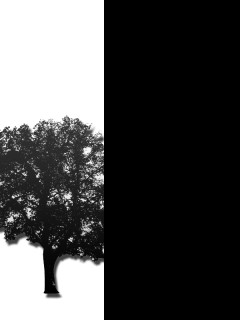 Tapeta black_tree