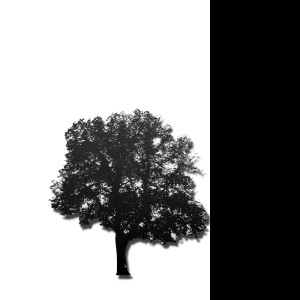 Tapeta black_tree