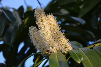 Tapeta: Bobkovie (Prunus laurocerasu