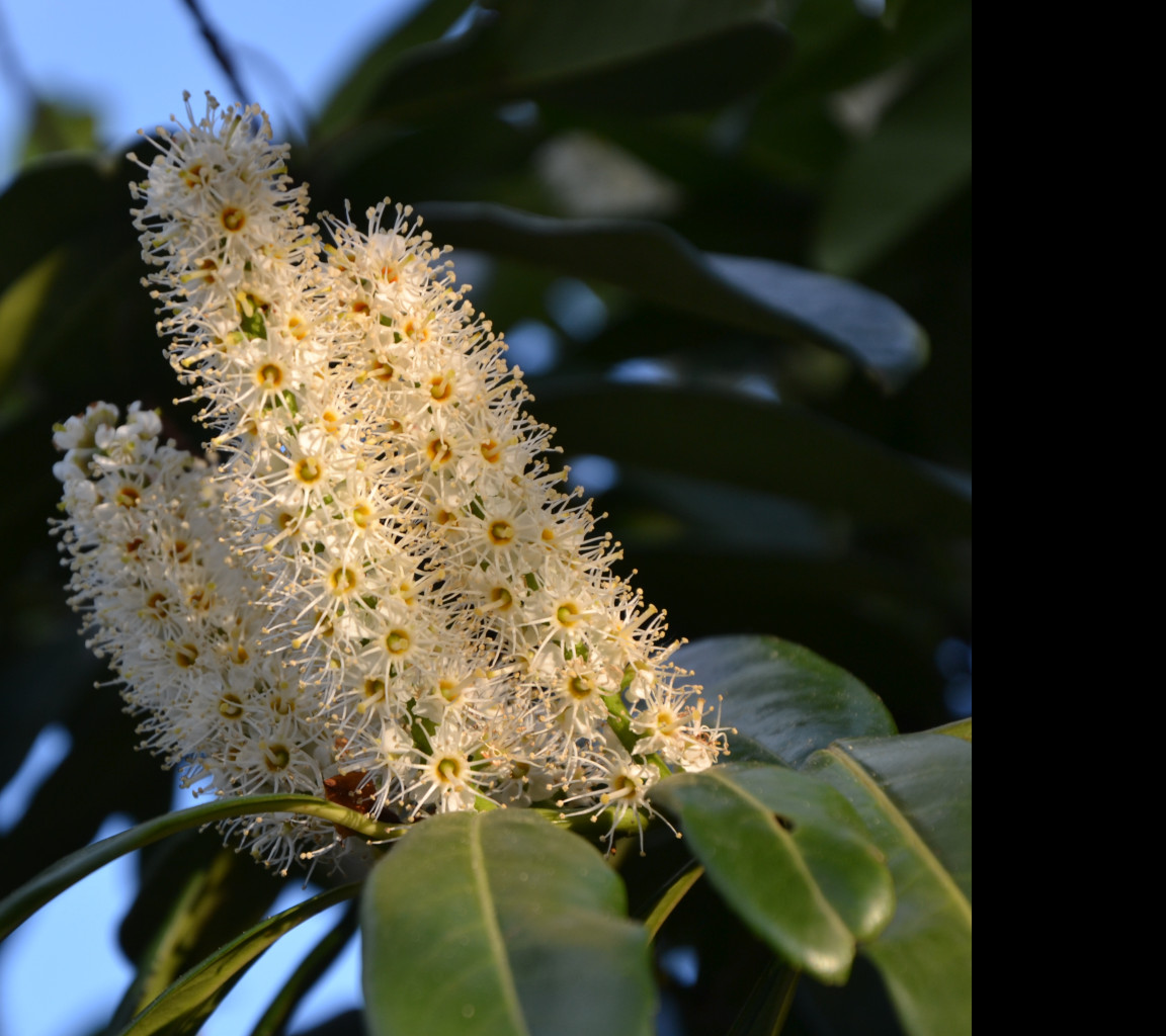 Tapeta bobkovisen__prunus_laurocerasu