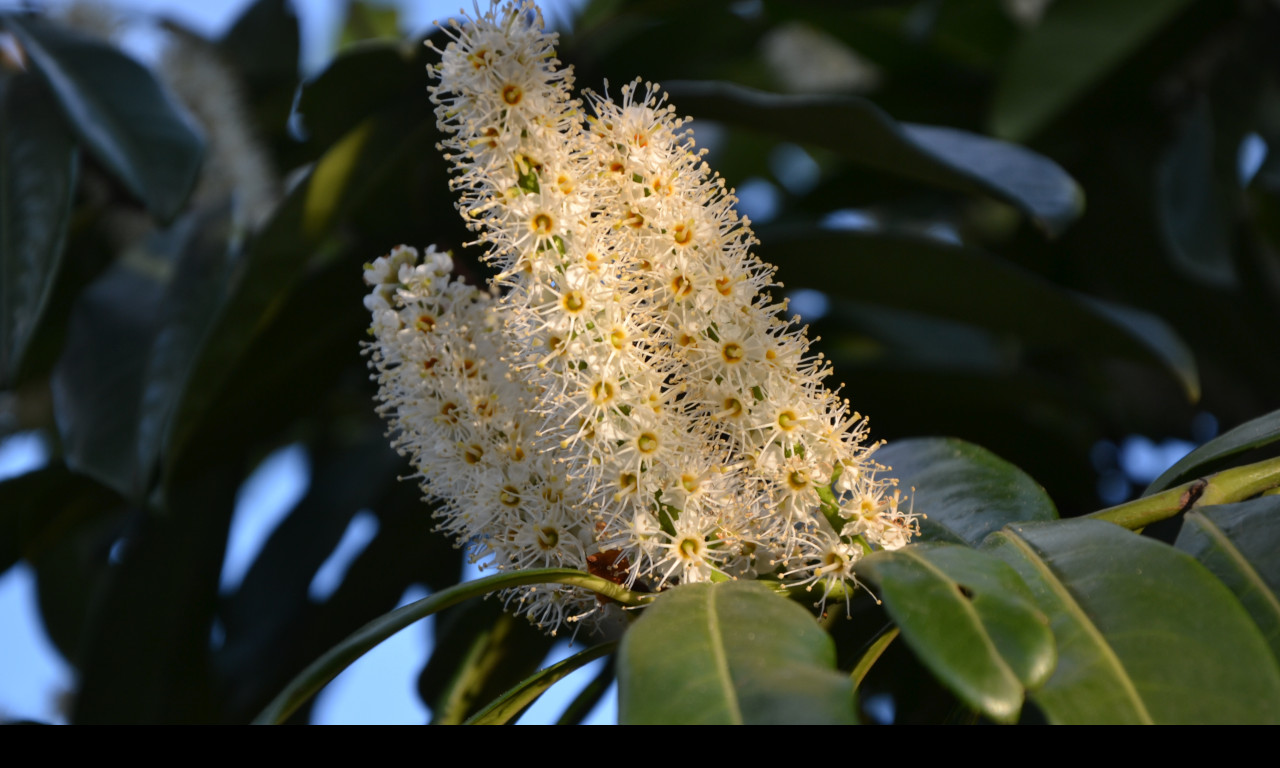 Tapeta bobkovisen__prunus_laurocerasu