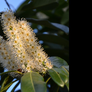 Tapeta bobkovisen__prunus_laurocerasu