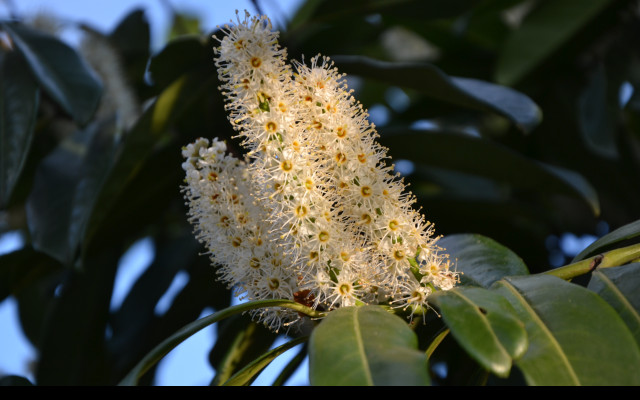 Tapeta bobkovisen__prunus_laurocerasu