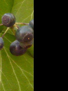 Tapeta bobulky_brectanu