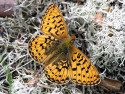 Tapeta Boloria euphrosyne