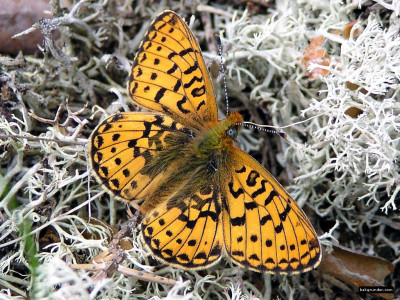 Tapeta: Boloria euphrosyne