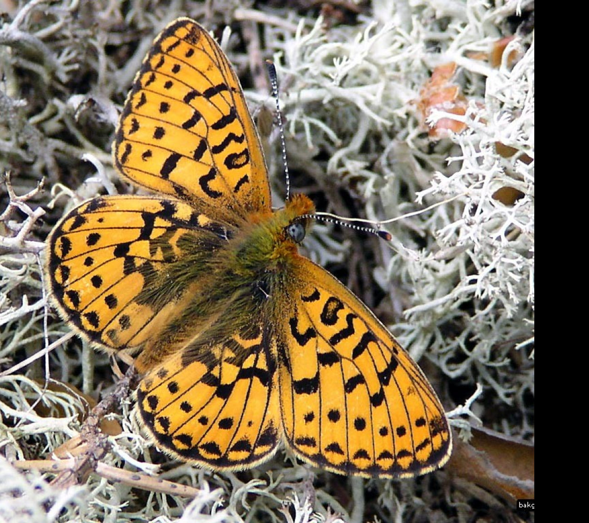 Tapeta boloriaeuphrosyne