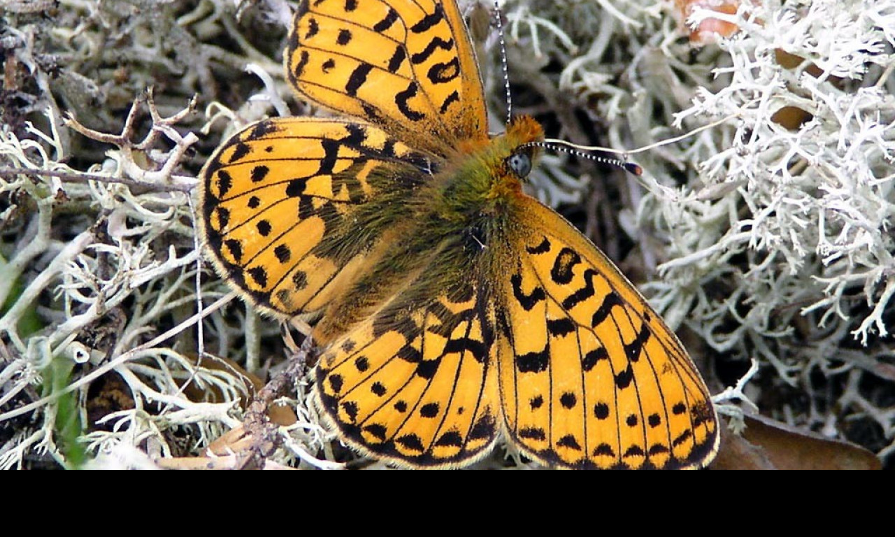 Tapeta boloriaeuphrosyne