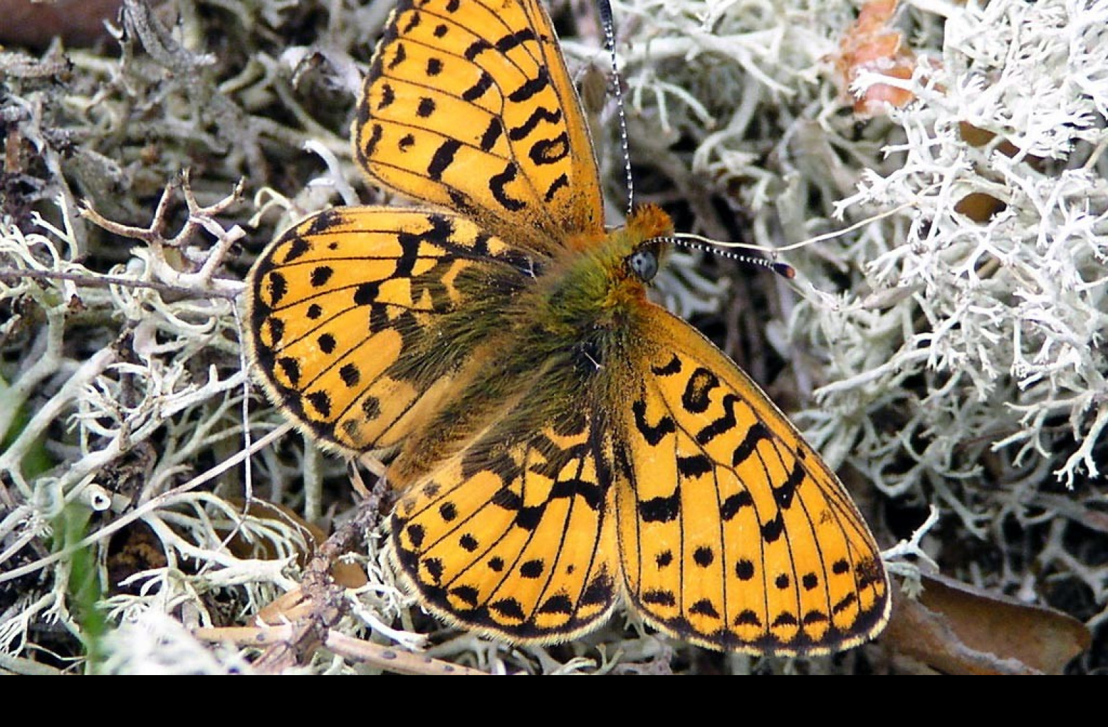 Tapeta boloriaeuphrosyne