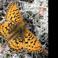 Tapeta boloriaeuphrosyne