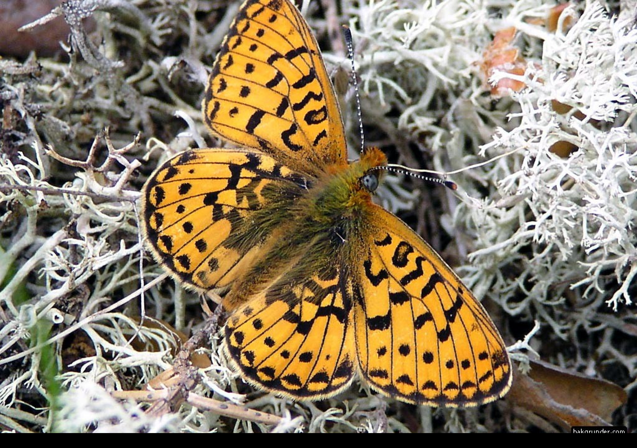 Tapeta boloriaeuphrosyne