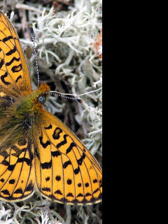 Tapeta boloriaeuphrosyne