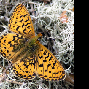 Tapeta boloriaeuphrosyne