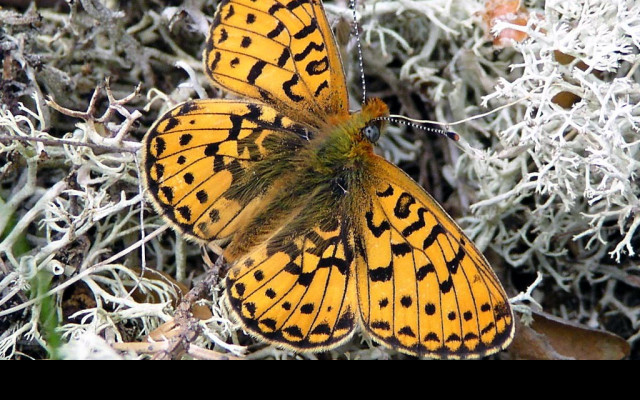 Tapeta boloriaeuphrosyne