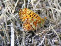 Tapeta Boloria euphrosyne 2