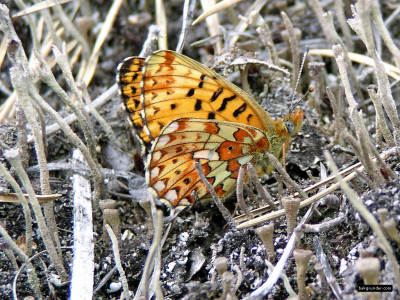 Tapeta: Boloria euphrosyne 2