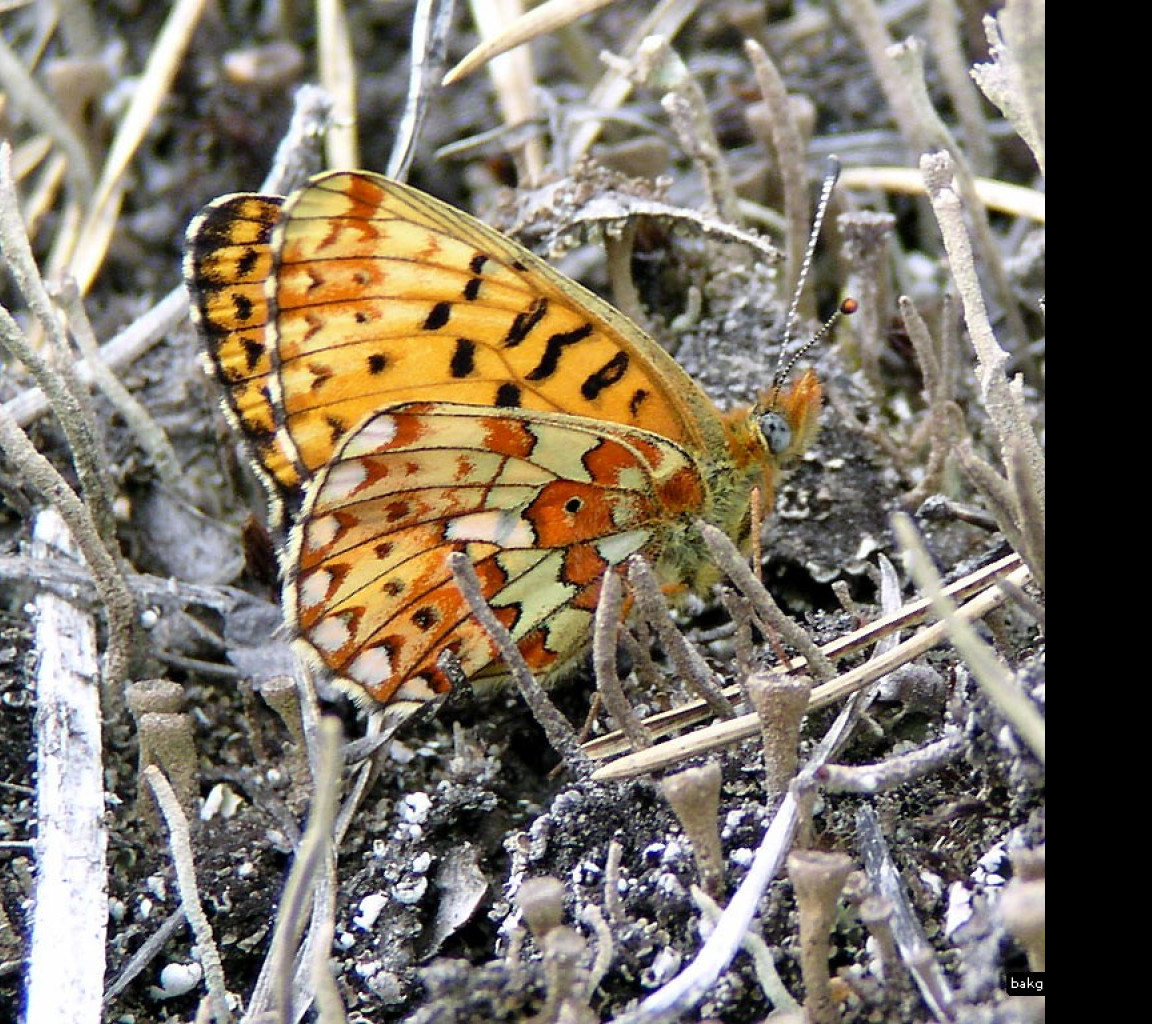 Tapeta boloriaeuphrosyne2