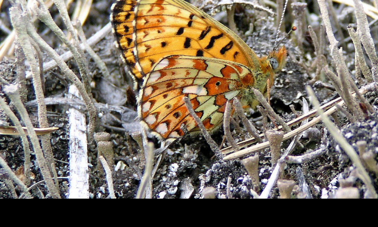 Tapeta boloriaeuphrosyne2