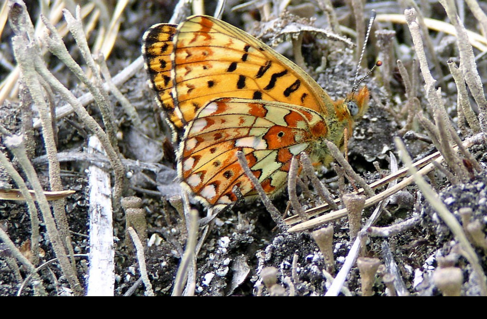 Tapeta boloriaeuphrosyne2